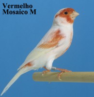 /album/canariobisnau/vermelho-mosaico-m-jpg/